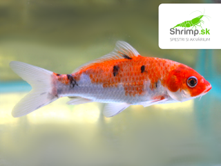 Koi kapor Sanke 14-16 cm - Cyprinus carpio