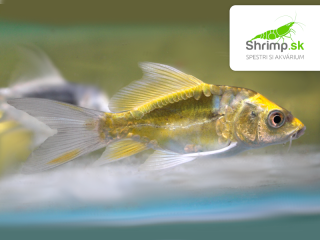 Koi kapor Kabuto Yellow long fin 7-10 cm - Cyprinus carpio