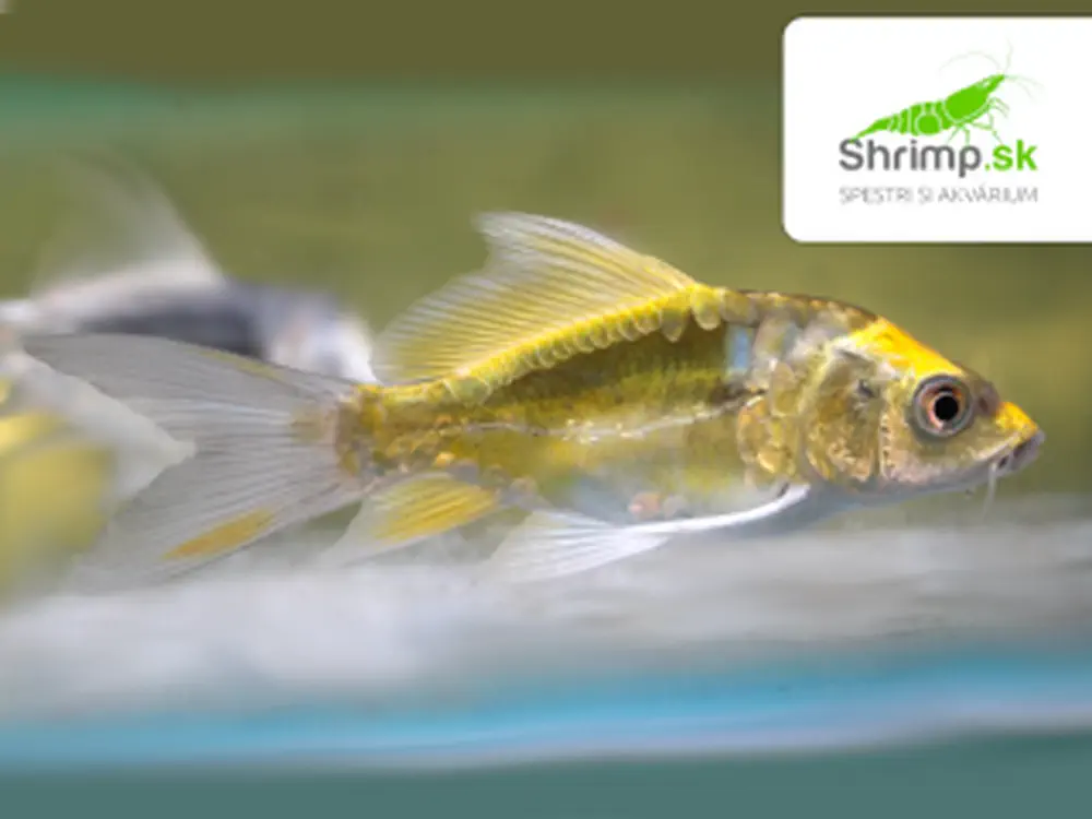 Koi kapor Kabuto Yellow long fin 7-10 cm - Cyprinus carpio