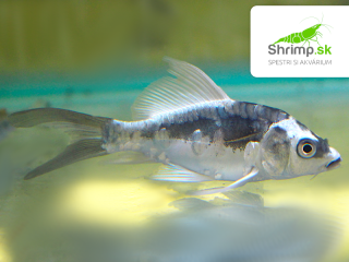 Koi kapor Kabuto White long fin 7-10 cm - Cyprinus carpio