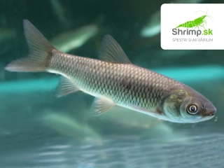 Amur biely 5-7 cm - Ctenopharyngodon idella (DO JAZIERKA)