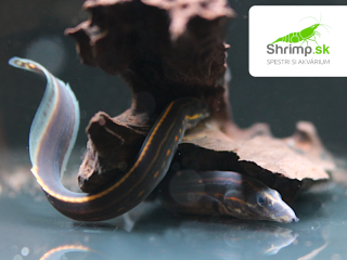 Hrotočelec ohnivý 15-20 cm - Mastacembelus erythrotaenia 