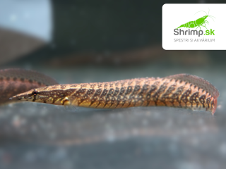 Hrotočelec krúžkovaný 6-8 cm - Mastacembelus circumcinctus