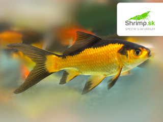 Karas čierno-oranžový 10-12 cm - Carassius auratus