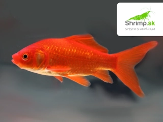 Karas červený 9-11 cm - Carassius auratus (DO JAZIERKA)
