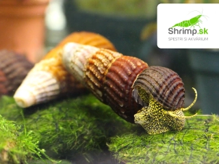 Slimák Tylomelania sp. - Yellow spot