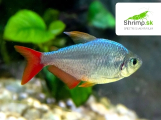 Tetra kolumbijská - Moenkhausia columbiana red-blue