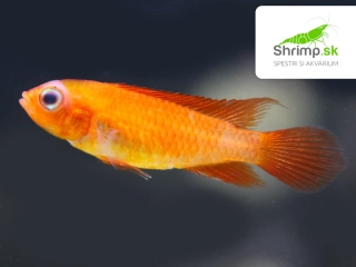 Cichlidka Agassiho fire red