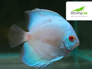 Discus Blue Diamond 10-12 cm - Symphysodon discus