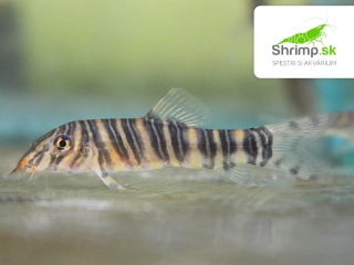 Mrenka striata - Botia striata