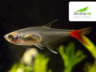Tetra vláknoplutvá - Prionobrama filigera