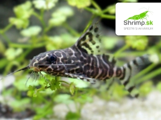 Perovec škvrnitý – Synodontis eupterus