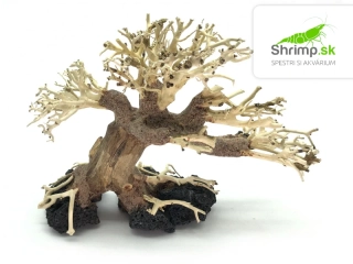 Bonsai Driftwood 20 x 15 x 16 cm (28.)