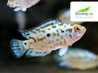 Cichlazoma perleťová modrá - Rocio octofasciata