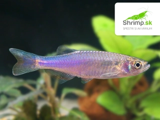 Danio ružové - Danio rosea