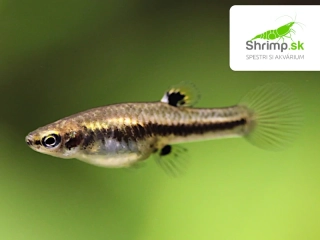 Živorodka trpasličia - Heterandria formosa