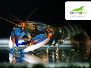 Rak Blue Kong - samec - Cherax alyciae