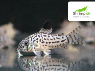 Pancierniček leopardí - Corydoras julii