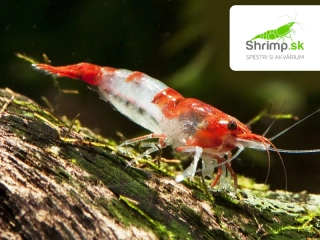 Red Rili 10 ks - Neocaridina davidi