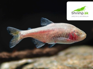 Tetra jaskynná - Astyanax jordani