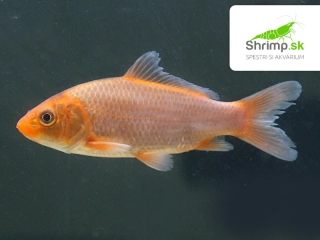 Koi kapor mix B 8-10 cm - Cyprinus carpio