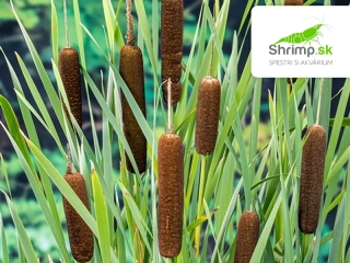 Typha latifolia – košík 9x9 cm