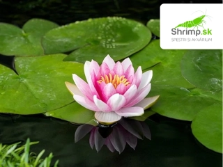 Nymphaea ‘Attraction’ – košík 11x11 cm