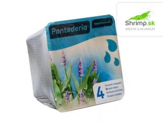 Pontederia cordata – blister 18 cm