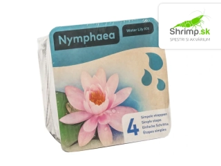 Nymphaea ‘Marliacea Carnea’ – blister 18 cm