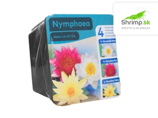Trio lekien (Nymphaea alba, ‘Attraction’, ‘Chromatella’) – blister 18 cm