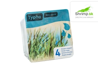 Typha latifolia - blister 18 cm