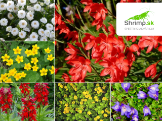 Mix kvitnúcich rastlín – 6 druhov (zóna 1–2)