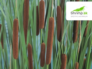 Typha angustifolia – košík 9x9 cm