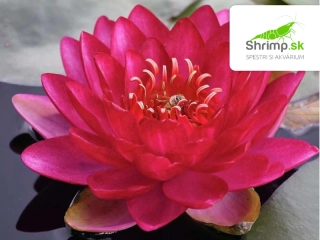 Nymphaea 'Burgundy Princess' – košík 11x11 cm
