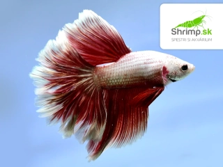 Bojovnica Red Dragon Halfmoon - samec