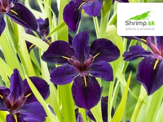 Iris 'Black Gamecock' – košík 9x9 cm