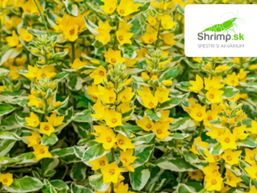 Lysimachia 'Variegata' – košík 9x9 cm