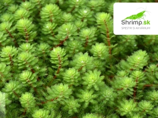 Myriophyllum rubricaule – košík 11x11 cm 