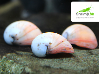 Slimák Vojenská prilba biela - Neritina pulligera white