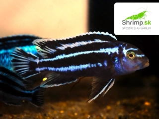 Papuľovec Maingano - Melanochromis maingano