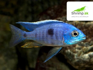 Papuľovec Azureus - Copadichromis azureus