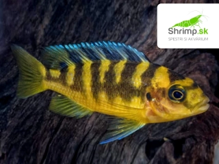 Papuľovec Crabro - Pseudotropheus crabro