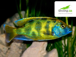 Papuľovec Venustus - Nimbochromis venustus