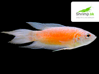 Rajovec dlhoplutvý červený - Macropodus opercularis red