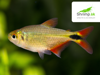 Tetra kopijovitá - Hemigrammus caudovittatus