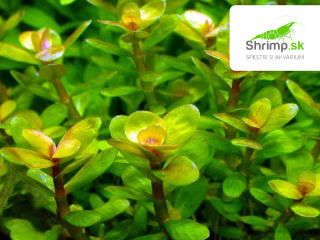Rotala indica – košík 11x11 cm