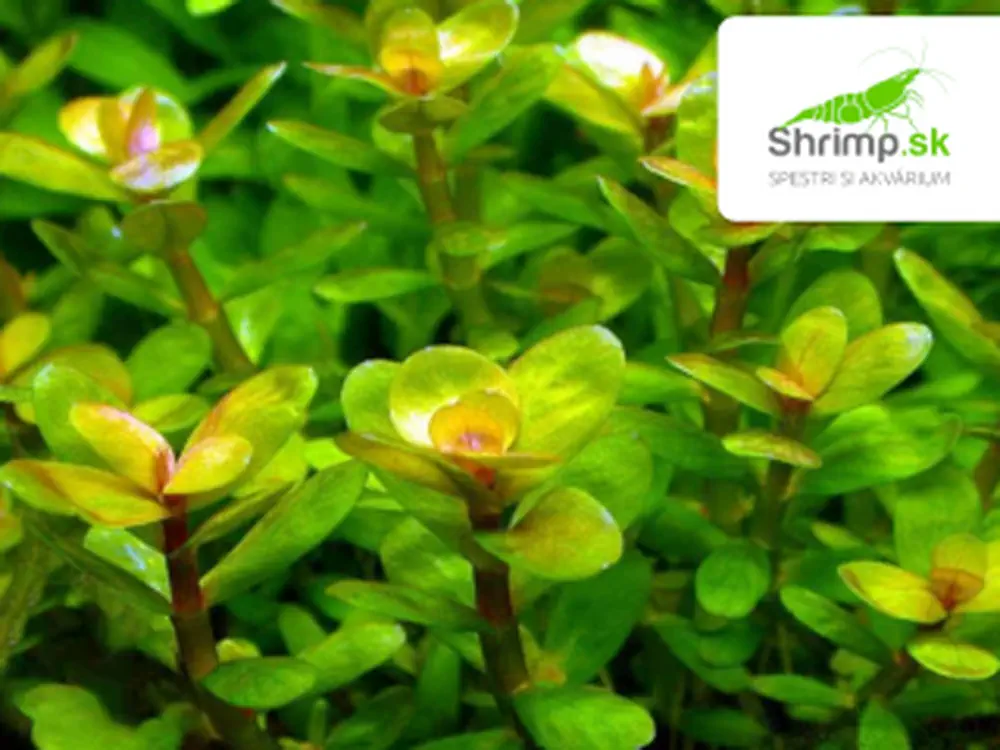 Rotala indica – košík 11x11 cm