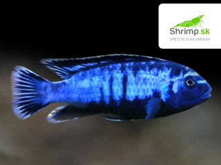 Papuľovec saulosi coral red - Pseudotropheus saulosi coral red