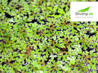 Azola karolínska - Azolla caroliniana