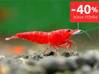 Bloody mary 20 ks - Neocaridina davidi